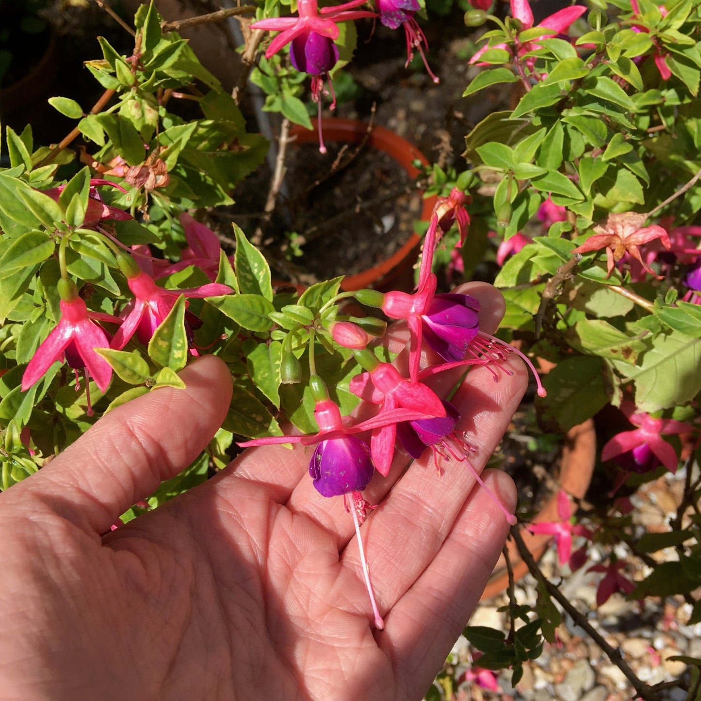 Fuchsia oorbel